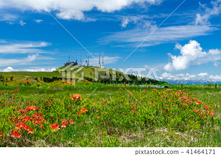 Ogasara Takahara Oji-head和初夏Mizugahara杜鵑花 41464171