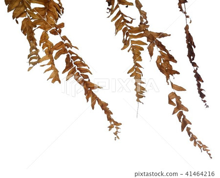 Close Up of Dried Tassle Ferns on White Background 41464216