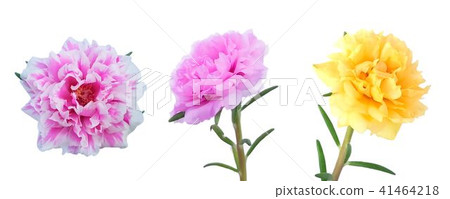 Purslane or Moss Rose Flowers on White Background Purslane or Moss Rose Flowers on White Background 41464218