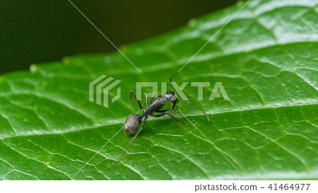 Ant to work Ant to work 41464977
