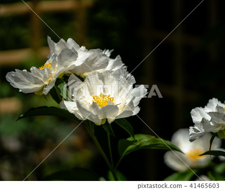 Beautiful white flower  41465603
