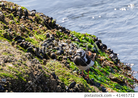 Stop at the rockyard 41465712