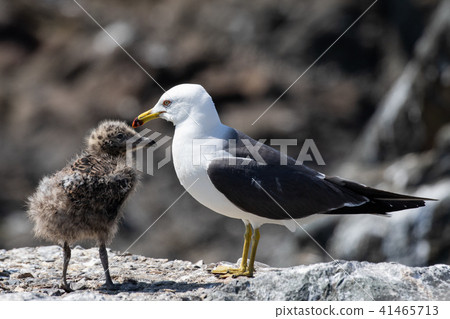 Parent and child of a female cat 41465713