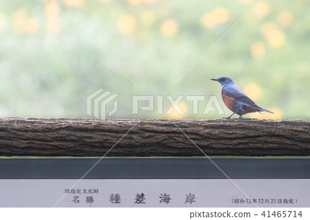 Isohiodori stopping on a sign 41465714