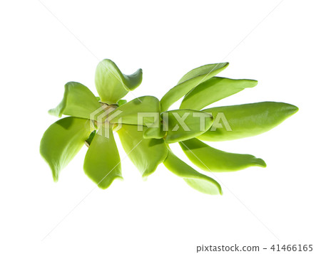 Close up of Bhandari flower. Close up of Bhandari flower. 41466165
