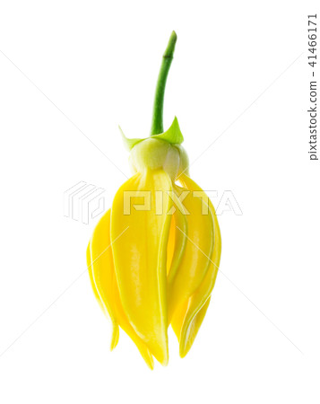 Close up of Bhandari flower. Close up of Bhandari flower. 41466171
