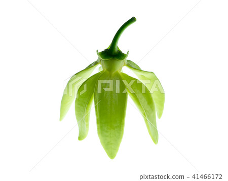 Close up of Bhandari flower. Close up of Bhandari flower. 41466172