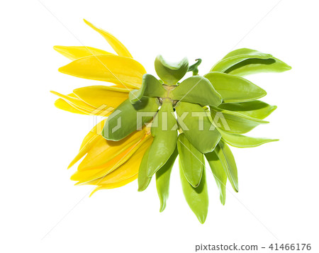 Close up of Bhandari flower. Close up of Bhandari flower. 41466176