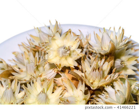 Bullet wood plant Bullet wood plant 41466221