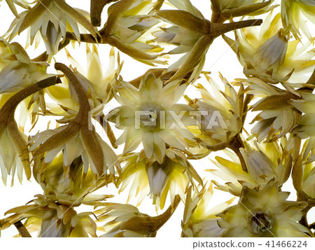 Bullet wood plant Bullet wood plant 41466224