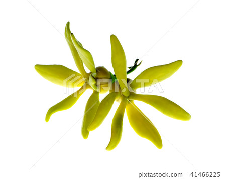 Close up of Bhandari flower. Close up of Bhandari flower. 41466225