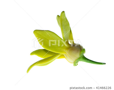 Close up of Bhandari flower. Close up of Bhandari flower. 41466226