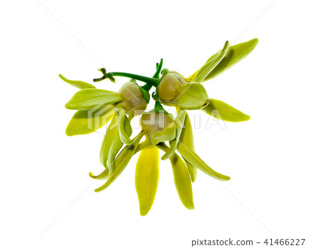 Close up of Bhandari flower. Close up of Bhandari flower. 41466227