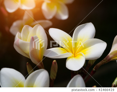 Close up of Frangipani flower 41466419