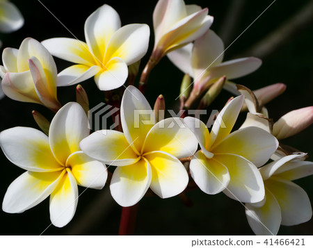 Close up of Frangipani flower Close up of Frangipani flower 41466421