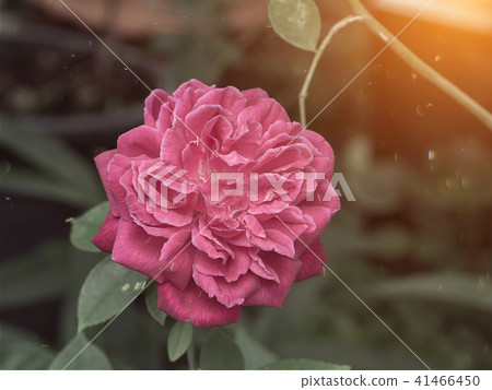 Dark pink of Damask Rose flower. 41466450