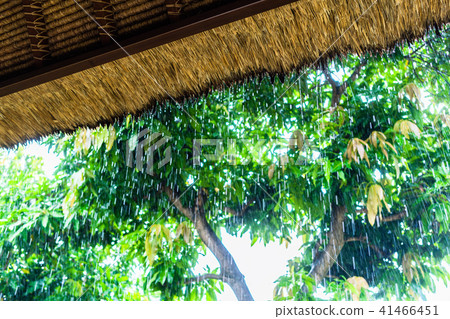 Tropical rain on straw roof as seen from shelter  41466451