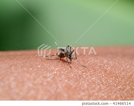 Mosquitoes are sucking blood on the skin. 41466514