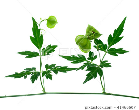Close up of Balloon vine plant on white background Close up of Balloon vine plant on white background 41466607