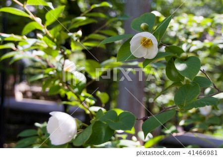 夏天山茶花 41466981