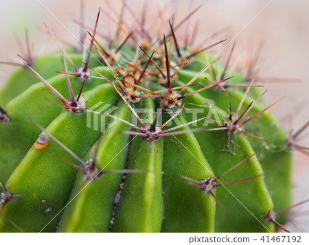 Cactus Cactus 41467192