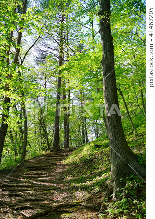 鮮綠色小直徑1 / f波動 鮮綠色小直徑1 / f波動 41467205