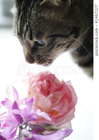 Roses with a cat 41467227