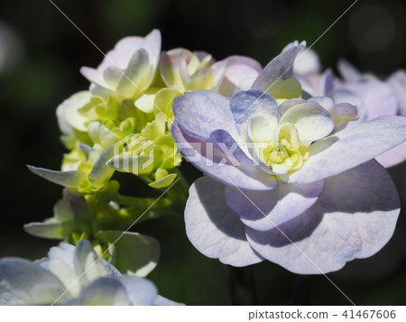 與淺紫色和白色迷離的Halous八仙花屬 41467606