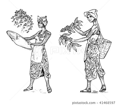Woman farmer holds a basket of coffee beans. Asian rice or cocoa plantation and harvesting. Working Woman farmer holds a basket of coffee beans. Asian rice or cocoa plantation and harvesting. Working 41468597