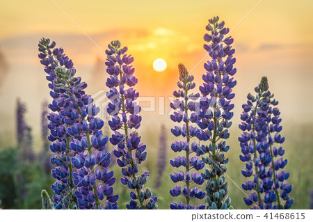 Lupin flowers with rising sun Lupin flowers with rising sun 41468615