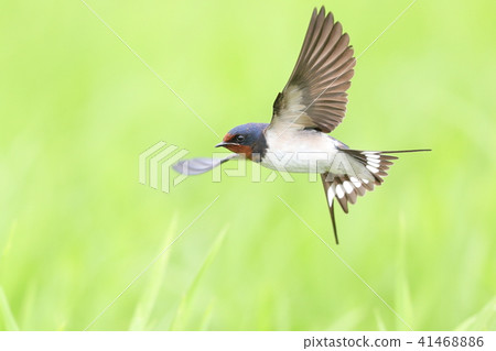 Swallow flight 41468886