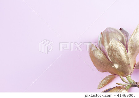 Magnolia Flowers on pink Magnolia Flowers on pink 41469003