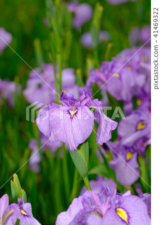 Iris Iris 41469322