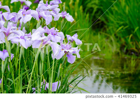 Iris Iris 41469325