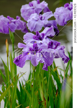 Iris Iris 41469328