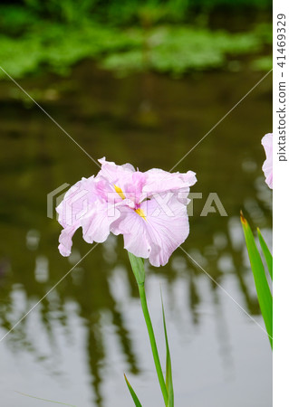 Iris Iris 41469329