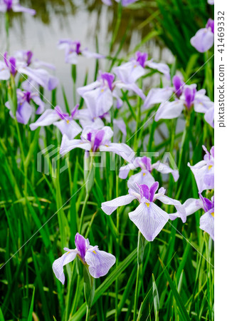Iris Iris 41469332