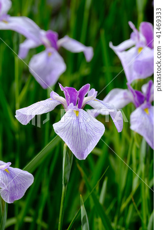 Iris Iris 41469333