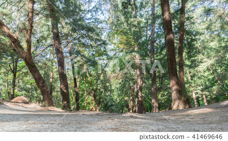 Pine Forest LaemSalaBeach Prachuap Khiri Khan Thai 41469646