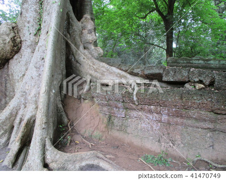Cambodia Tourist attraction Angkor ruins erosion of plants (passage of time) 41470749