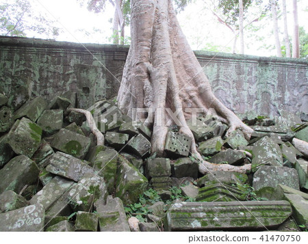 Cambodia Tourist attraction Angkor ruins erosion of plants (passage of time) 41470750