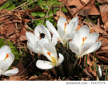 Crocus / Hibiya Park 41471574