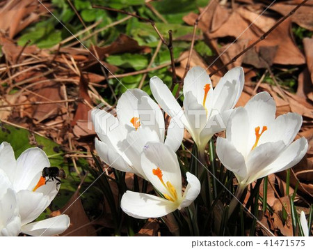 Crocus / Hibiya Park 41471575