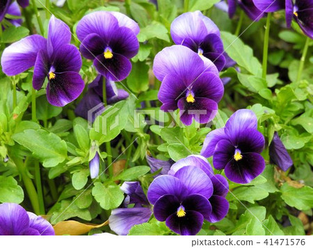 Biolasmile / Hibiya Park 41471576