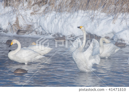 Beautiful white whooping swans Beautiful white whooping swans 41471810