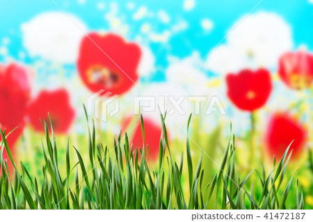 Detail of the meadow in the springtime 41472187