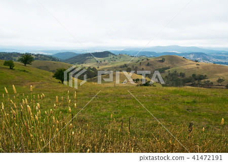 Pasture after rain in New South Wales in Australi Pasture after rain in New South Wales in Australi 41472191