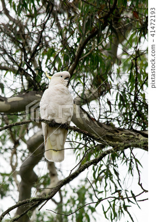 Sulphur-crested cockatoo in the wilderness 41472193