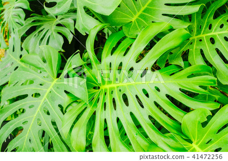 Monstera 41472256