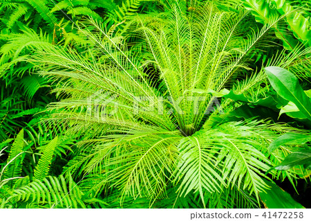 Green tropical plants Green tropical plants 41472258
